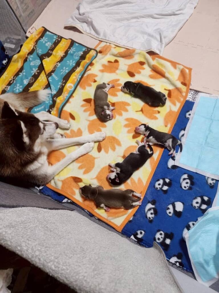 コロコロかわいいハスキーのきょうだい