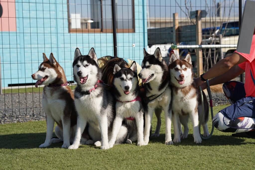 カッコイイ成犬に大成長！