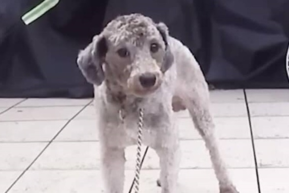 土手に捨てられていたワンコが6年後……　「ヤバい」「泣いた」見違える“現在の姿”に「可愛く変身しましたね」（1/3） | 犬 ねとらぼ