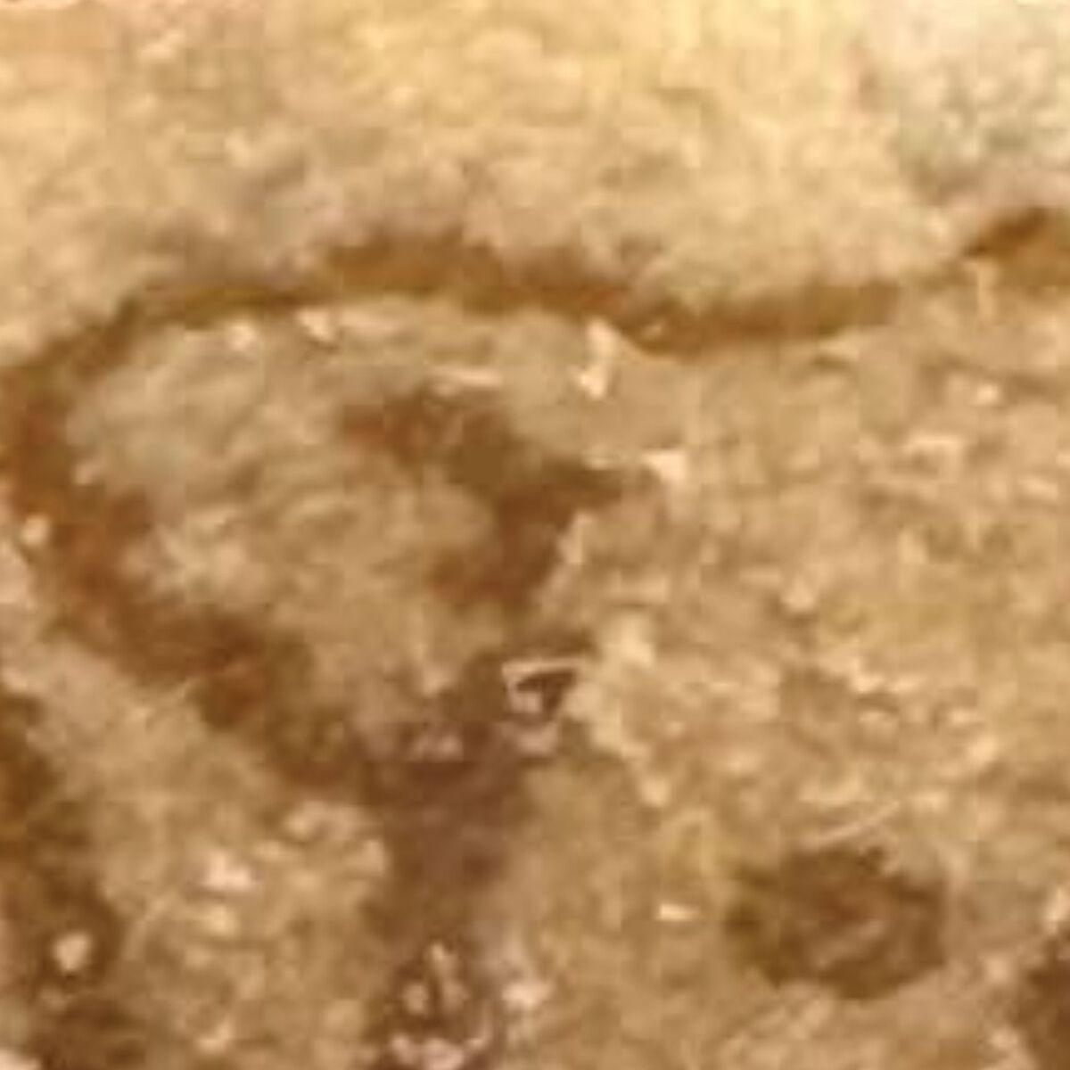 コアラのマーチを開けたら……　「おふざけがすぎるぜロッテ」　まさかの絵柄に「ゾクっときたw」「食べるの怖くなりそう」 | グルメ ねとらぼ