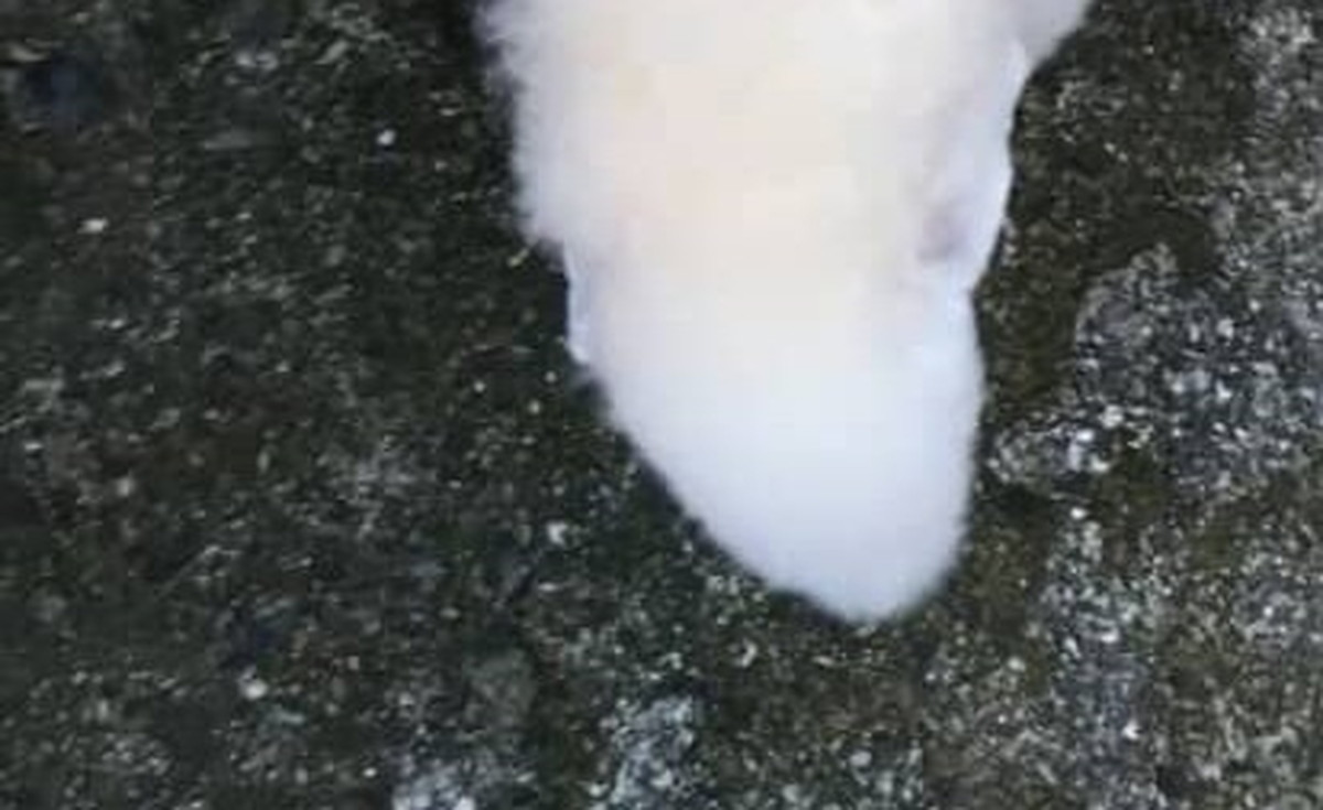 近所の人に「犬で間違いないんか？」と言われたワンコ→衝撃の姿に「笑いが止まらない……」「お茶吹きました」（1/3） | 犬 ねとらぼ