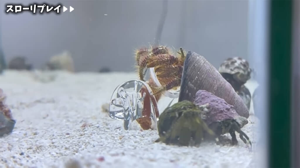 おしりからガラスの貝殻に入って……