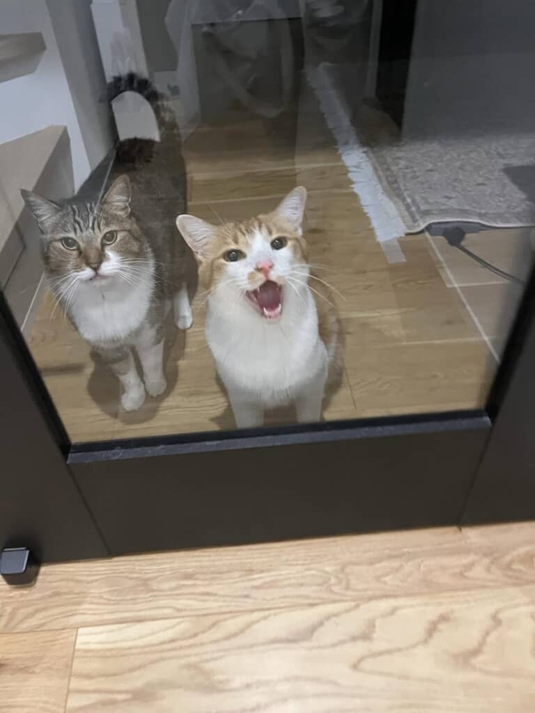 飼い主さんをお出迎えしてくれるトムちゃんとマイケルくん