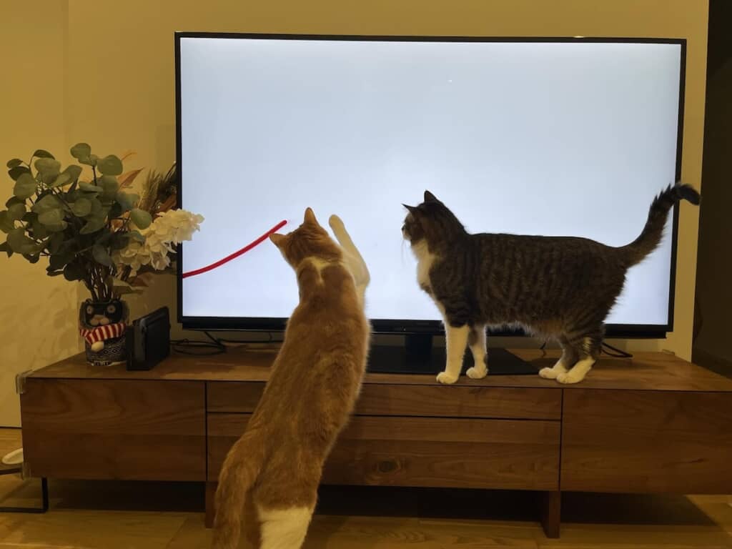 大画面テレビで見るYouTubeに大喜びの2匹