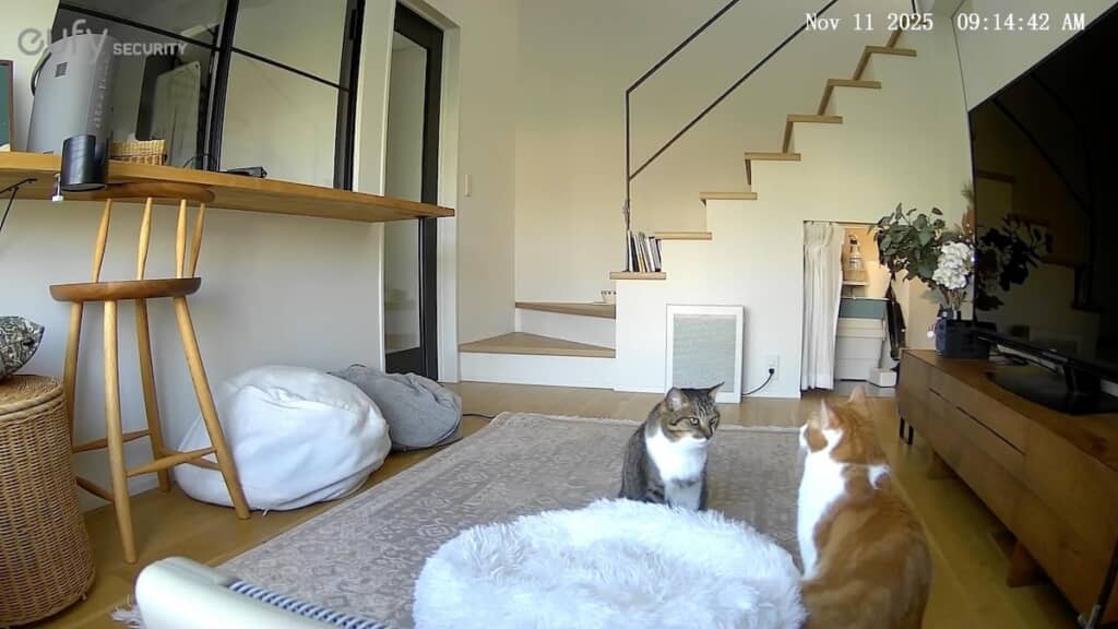 飼い主さんがいないうちに密談？　それともケンカ……？