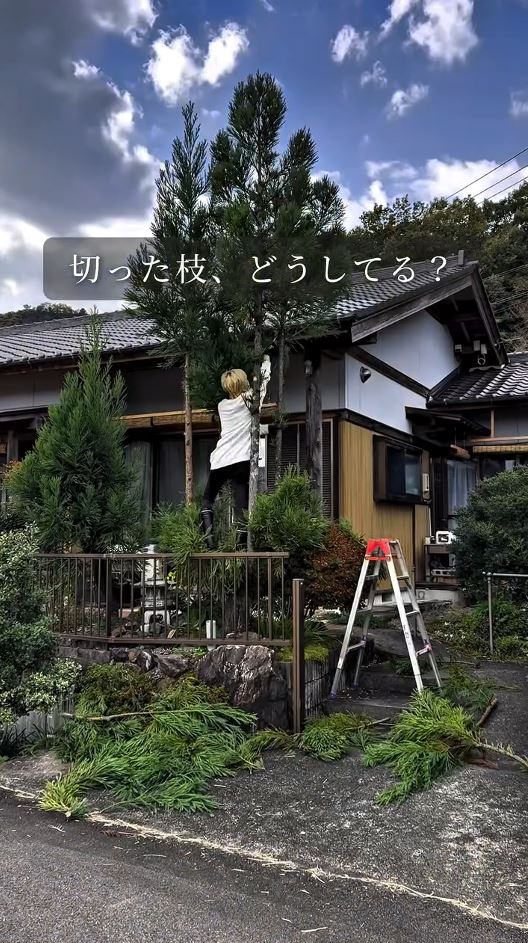 庭のスギを剪定するさわさん