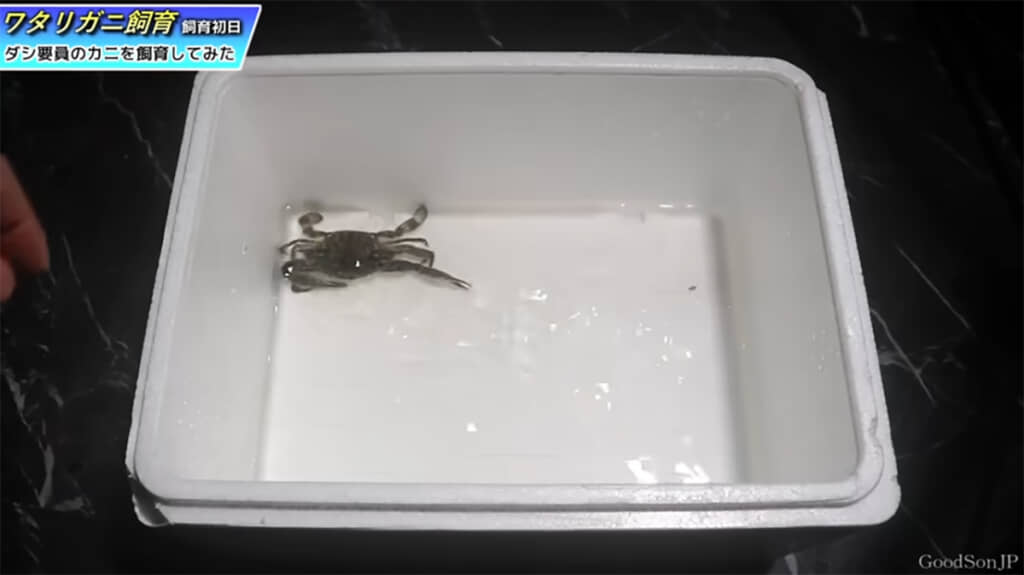 オスのタイワンガザミをお迎えしました