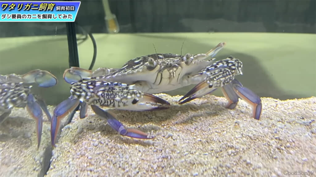 間近で見ると美しいカニでした