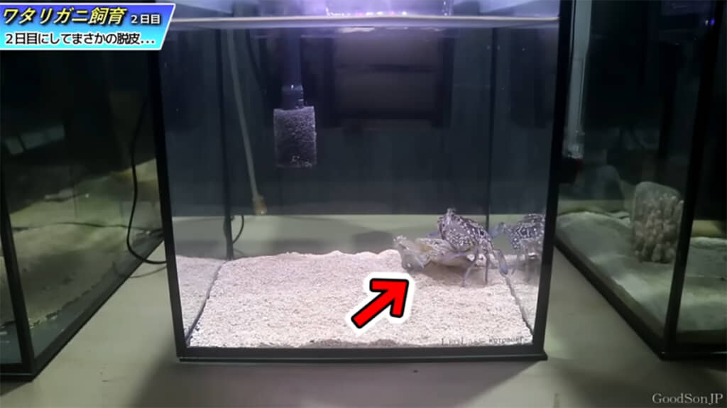 日には脱皮していました