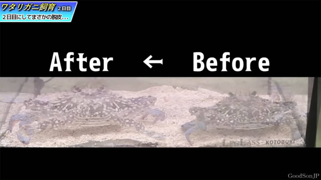 一回り以上大きくなったようです