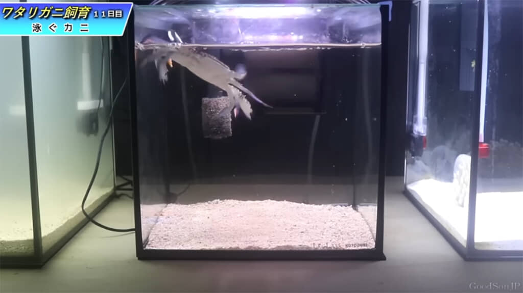 実は泳げるカニだったのです