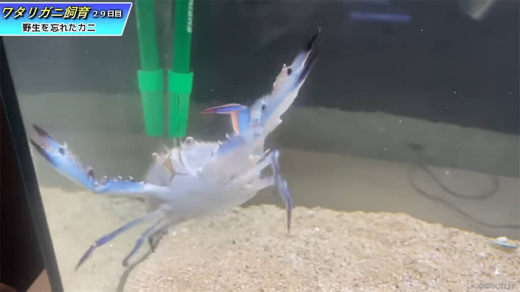 大はしゃぎするフレディくん、はちゃめちゃにかわいい……！！