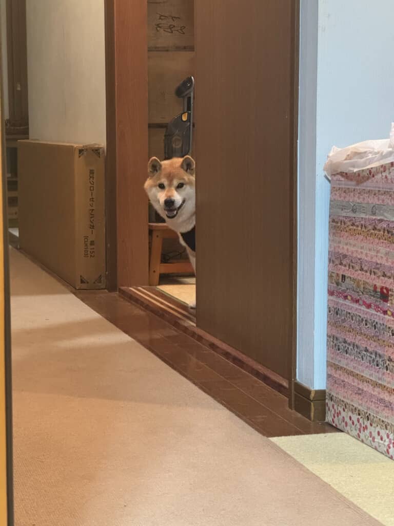 遊びたくて……