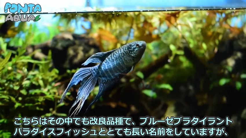 タイワンキンギョの改良品種で鮮やかなコバルトブルーの体色とゼブラ模様が非常に美しいブルーゼブラタイラントパラダイスフィッシュ