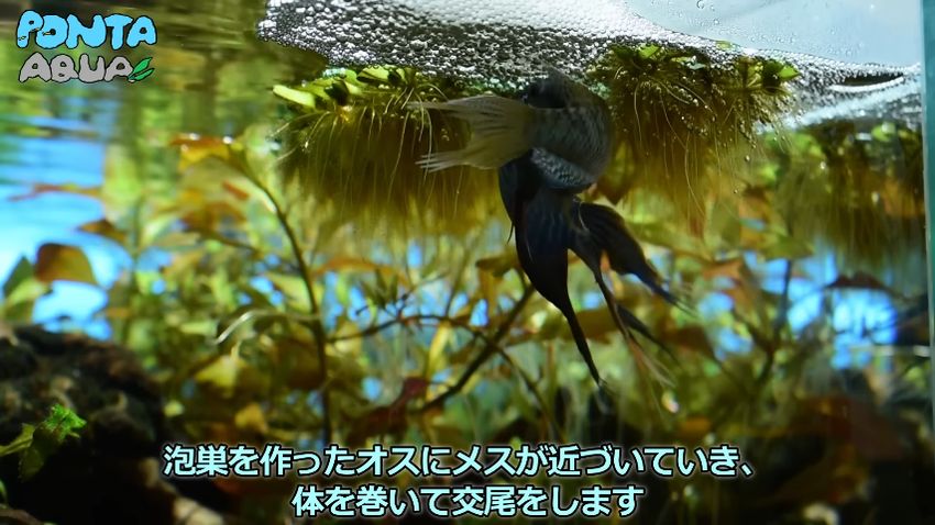 交尾を始めたタイワンキンギョのペア