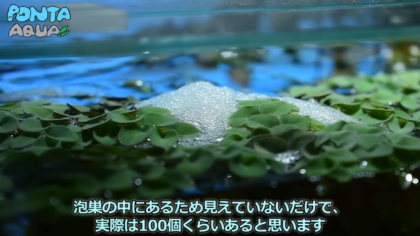 有精卵がある泡巣