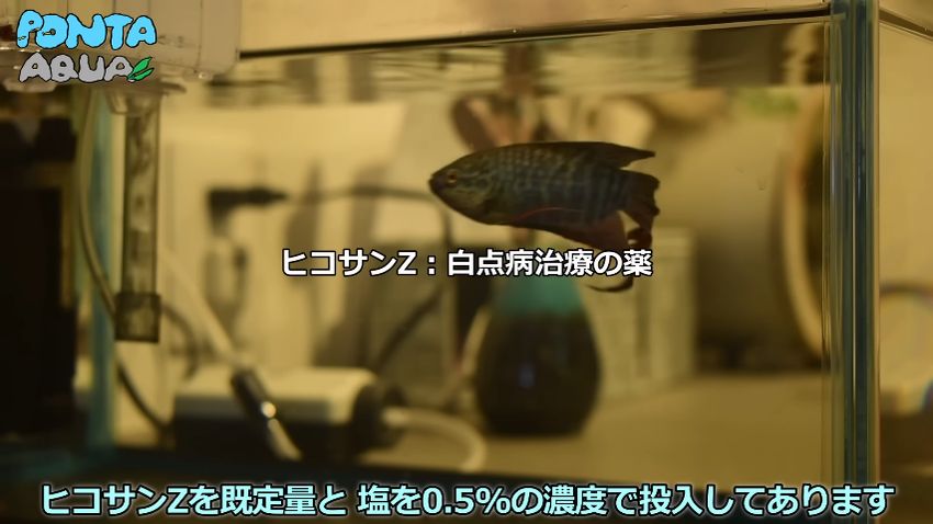 隔離水槽で療養中のオスのタイワンキンギョ