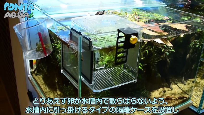 卵のある泡巣と浮草が内側にある水槽内の隔離ケース