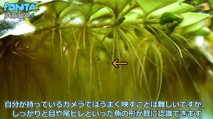 目や尾ビレが見え始めたタイワンキンギョの稚魚