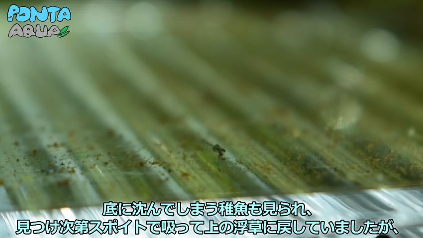 隔離ケースの底にいるタイワンキンギョの稚魚