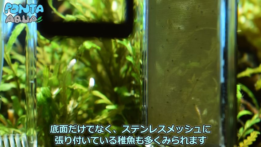 隔離ケース側面のステンレスメッシュに張り付いているタイワンキンギョの稚魚