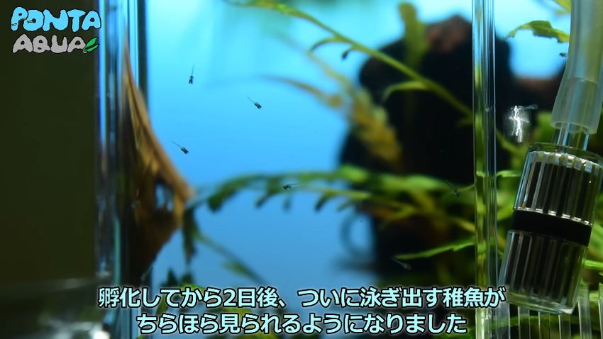 水中を漂うタイワンキンギョの稚魚