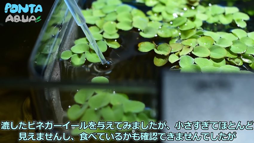 ビネガーイールが入った水をスポイトで与える様子