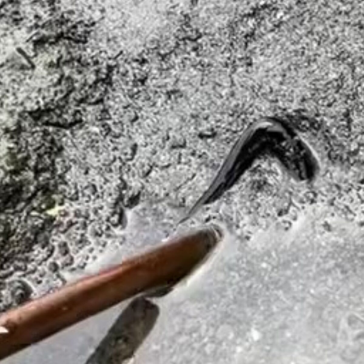 砂浜で黒光りする“何か”を発見→木の棒で掘ったら……　「やばっっ！」まさかの正体に「初めて見た」「夢あるなぁ」 | ライフスタイル ねとらぼ