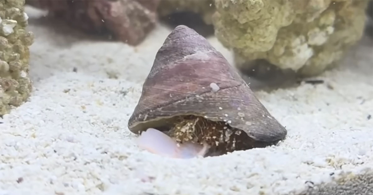 ちいさなヤドカリが暮らす水槽→Amazonの透明ガラスを沈めたら……　目撃した“奇跡の瞬間”に「これはすごい」「貴重」（1/3） | その他生き物 ねとらぼ