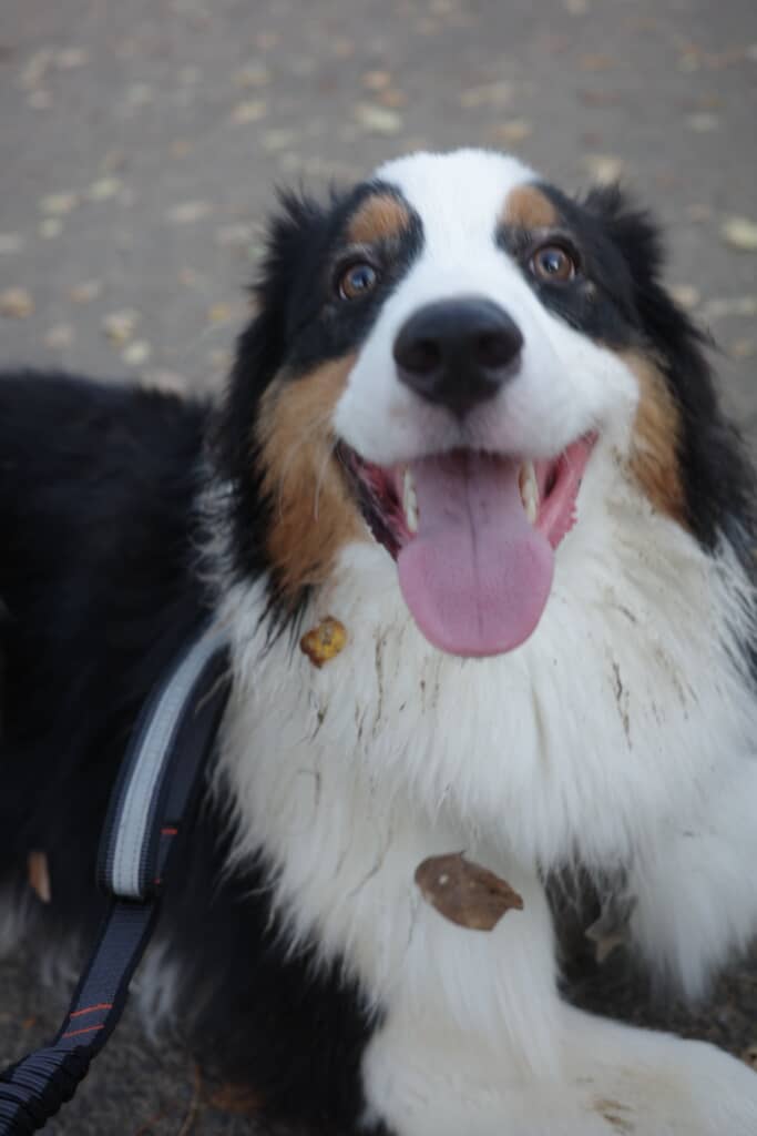 ドッグランたのしくて