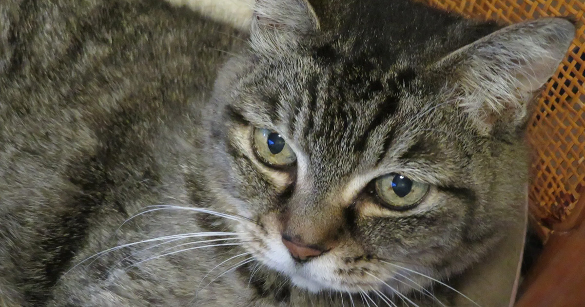 愛猫が亡くなって6年→久しぶりに出した服をよく見ると……「これは、泣くて」　偶然見つかった“形見”に「メッセージですね」（1/2） | 猫 ねとらぼ