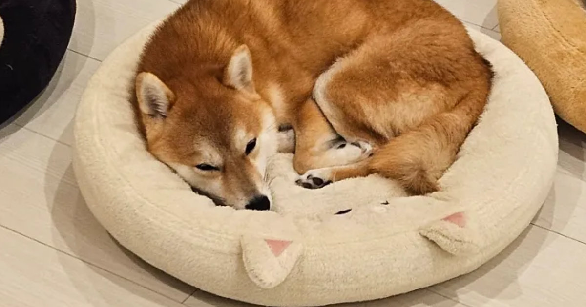 3匹の柴犬に、3色のベッドを購入→それぞれ選んだのは……「笑ってしまいました！」　“賢いチョイス”に「お見事」「じわじわくる」（1/2） | 犬 ねとらぼ