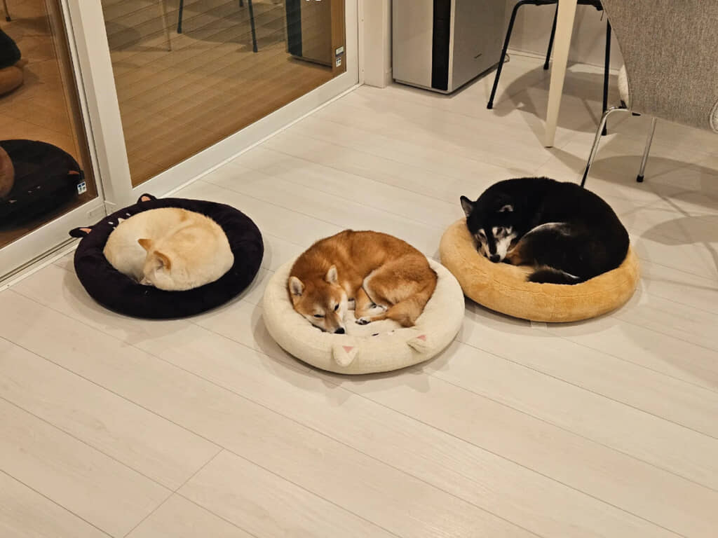 3匹とも違う色のベッドをチョイス（！）