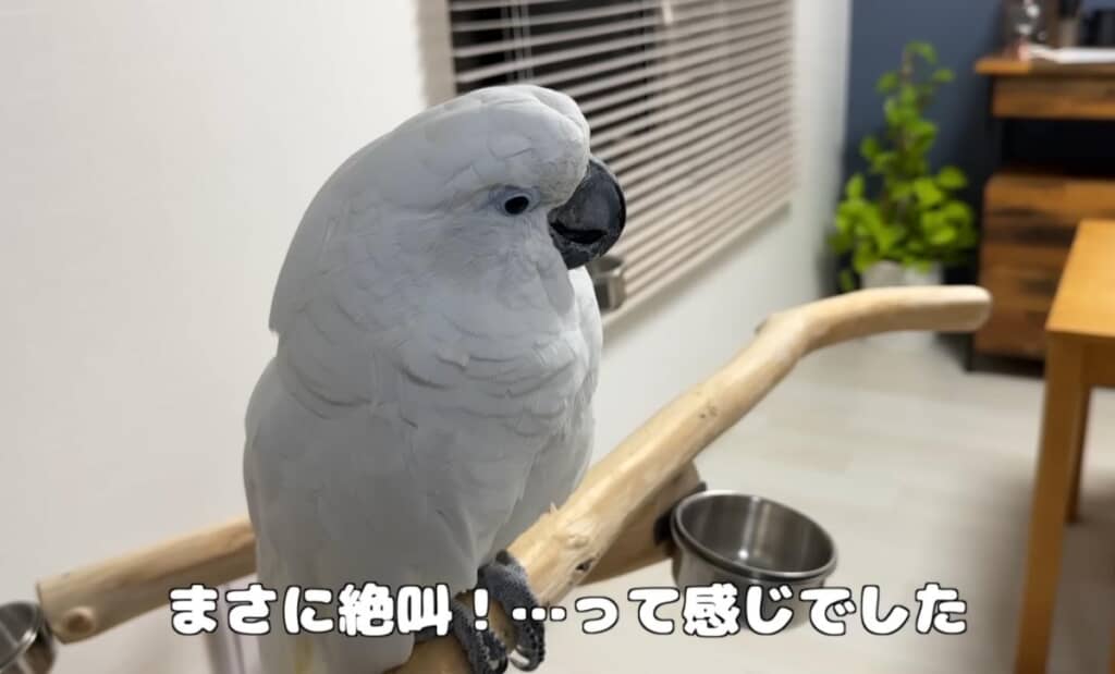 早朝に叫びだしたぎぃちゃん