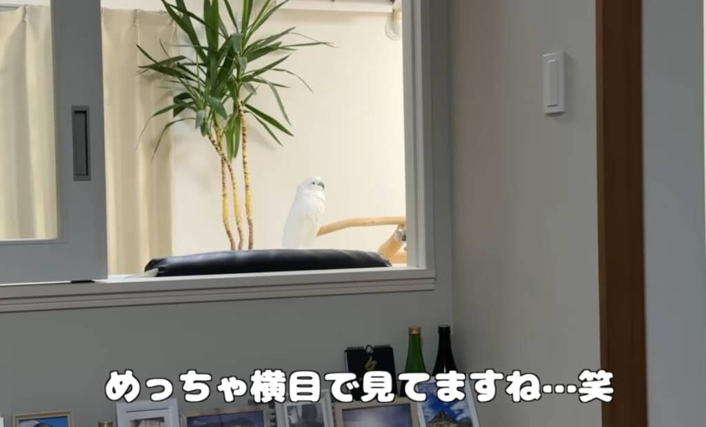 お仕事中のパパさんを横目で見るぎぃちゃん