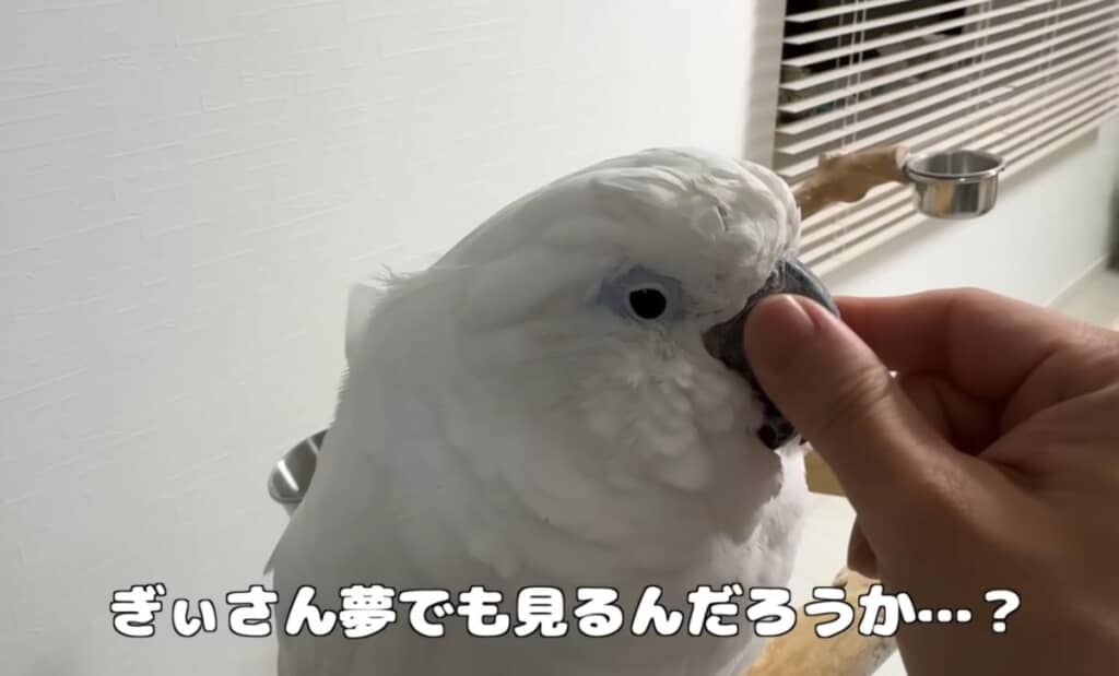 鳥も夢を見るのかな？