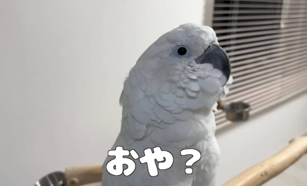 パパさんの歯磨きで高まるぎぃちゃん