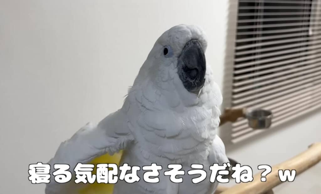 寝る気配がありません