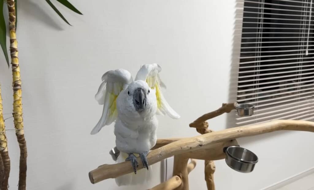 寝起きのスサー