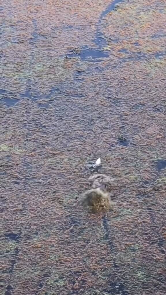 のんきに跳ね回るカエルの背後に、不穏な水しぶき……！