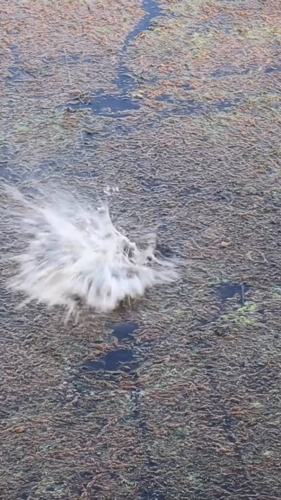 ああ……食べられてしまった……