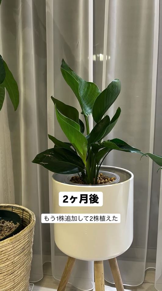 もう1株足して2株に