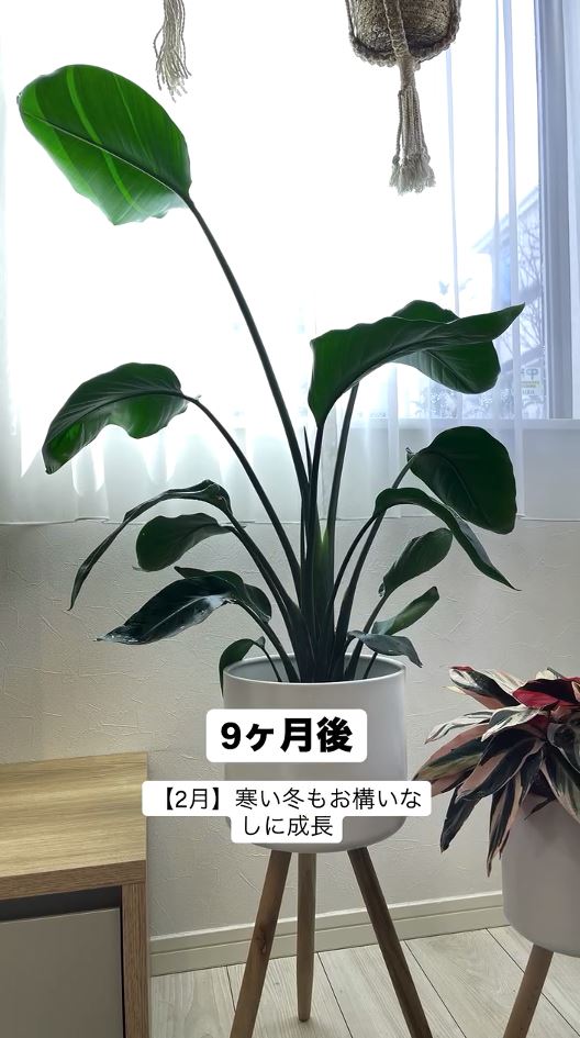 寒さもおかまいなしに成長