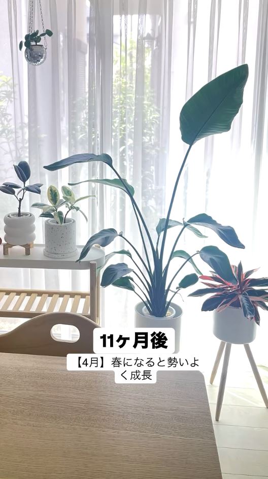 春は勢いよく成長