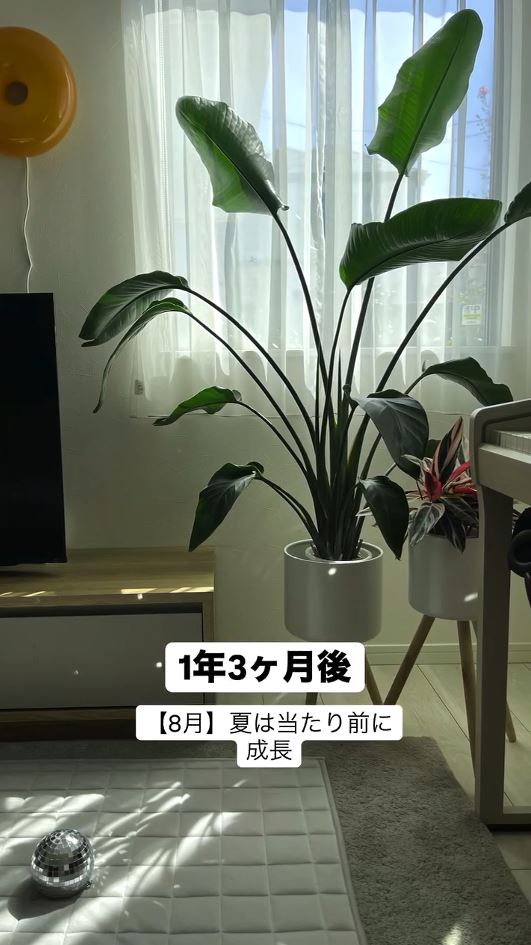 夏もすくすく成長