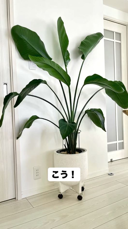 巨大化した現在