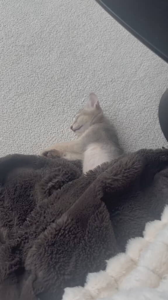 すやすや眠るペッパーくん