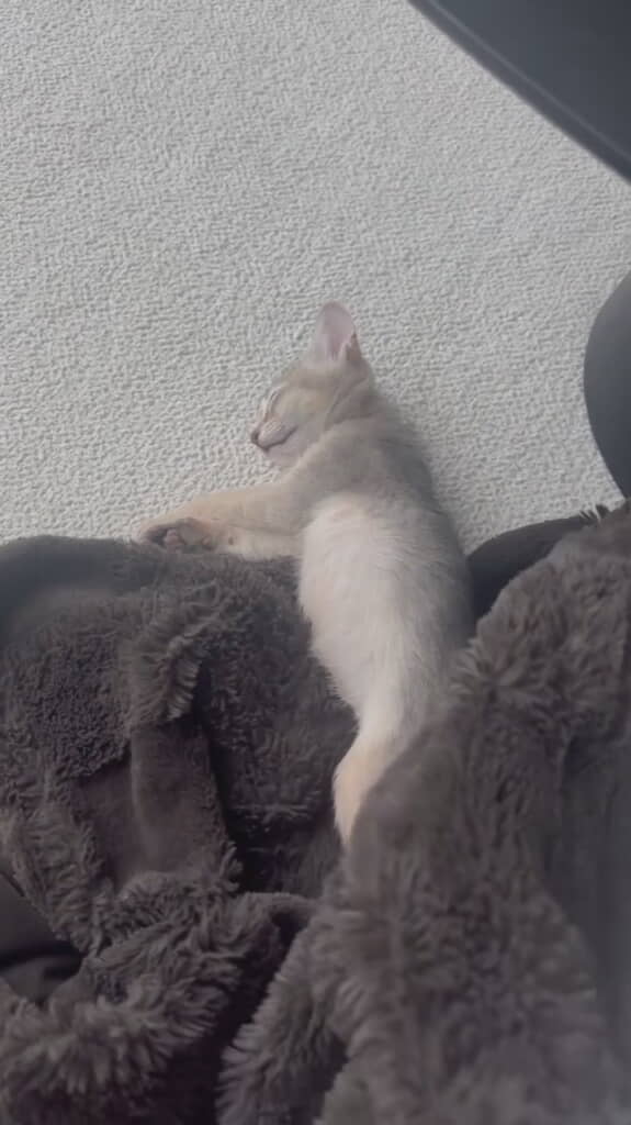 後ろ足が見えてきました