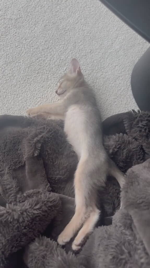 伸びが終わってもやはりロングなペッパーくん