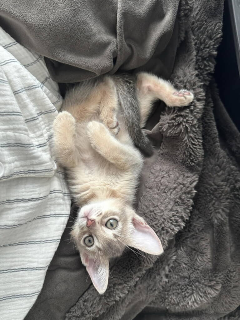 たまらないかわいさ
